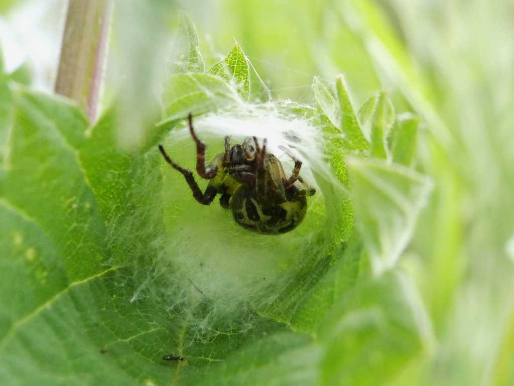 Rassegna di Larinioides cornutus - Caffarella (RM)
